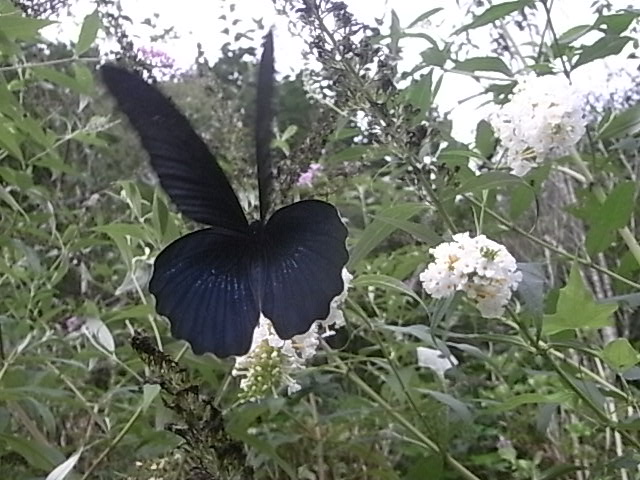 a0146070_4584161.jpg