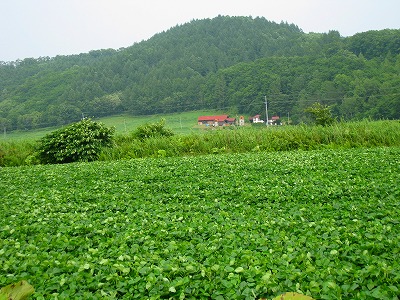 b0171771_253399.jpg