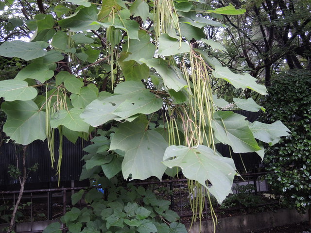 f0100593_1618132.jpg