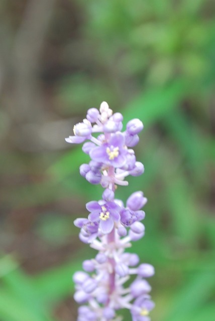 e0025300_1561215.jpg