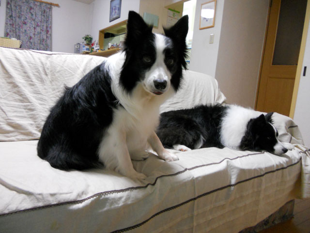 d0059230_8332940.jpg
