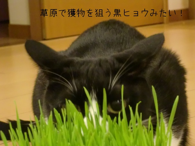 c0259945_7535636.jpg