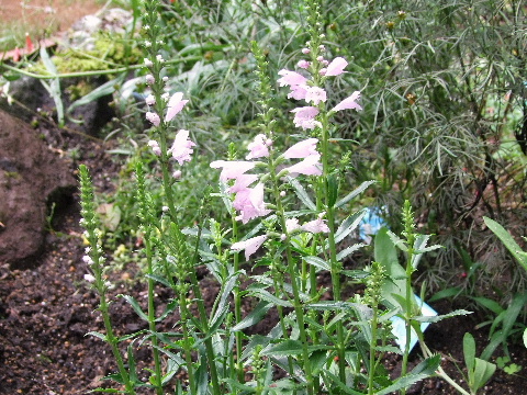 e0088260_12335445.jpg