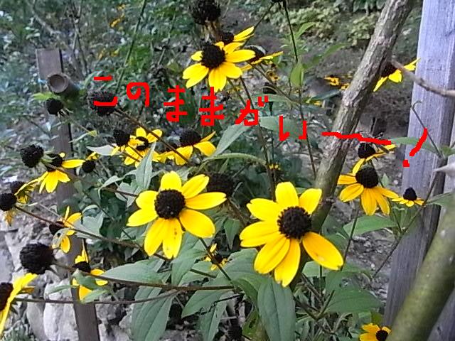 a0146070_539868.jpg