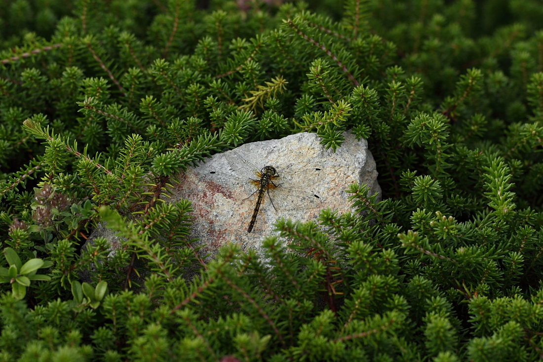 e0249878_0172651.jpg