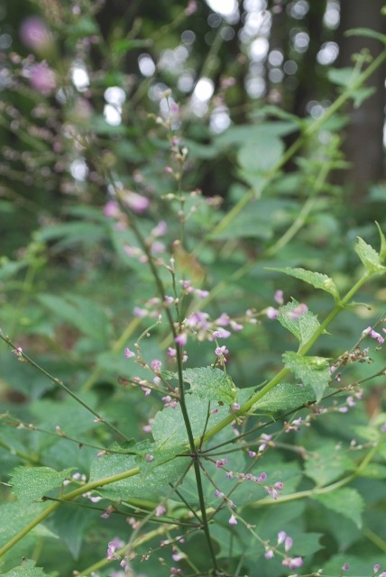 e0025300_1623506.jpg
