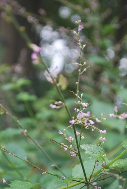 e0025300_1624664.jpg