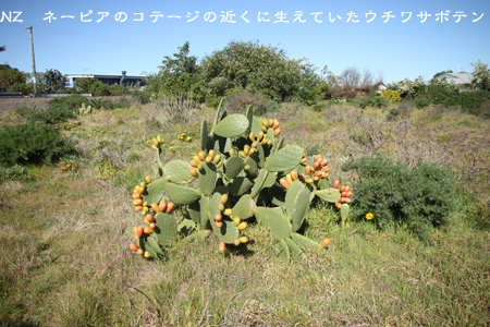 d0042827_35262.jpg