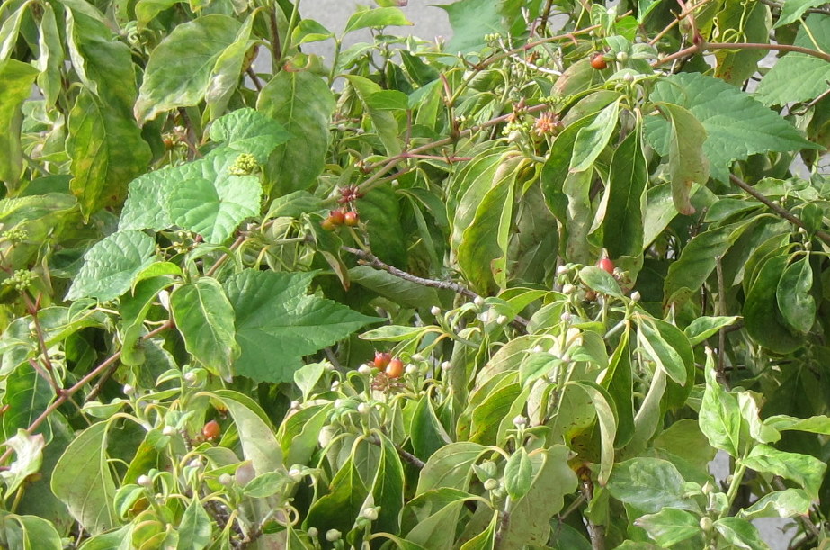 b0178339_945295.jpg