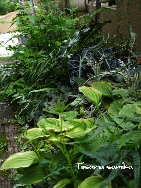 a0243064_2082475.jpg
