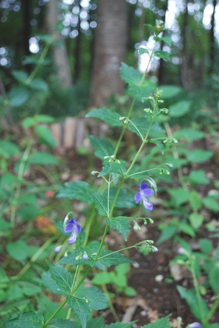 e0025300_15261196.jpg