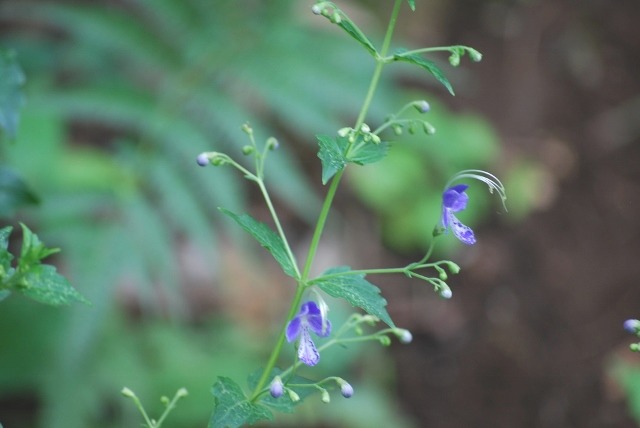 e0025300_15313497.jpg