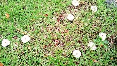 e0098908_21471743.jpg
