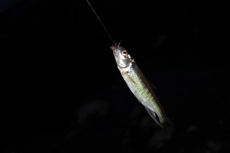 e0123808_16114162.jpg
