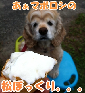 にほんブログ村 犬ブログ アメリカンコッカースパニエルへ