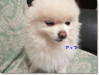 b0167519_22253451.gif