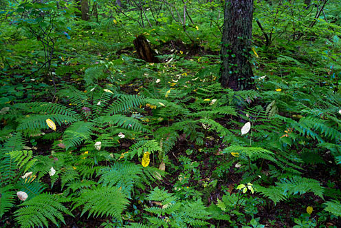 e0025030_8345450.jpg