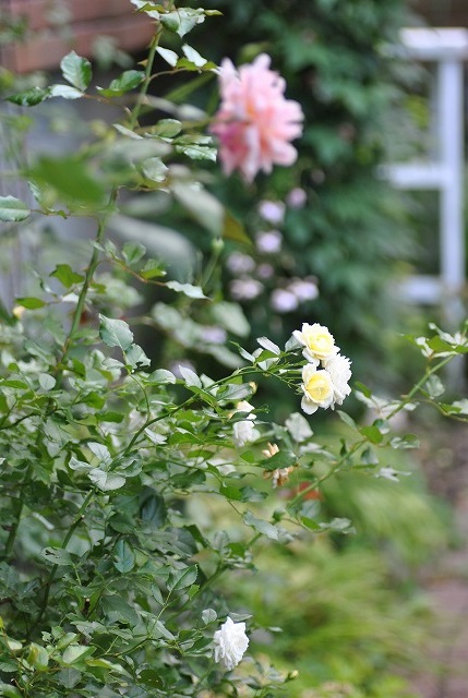 e0159050_16584093.jpg