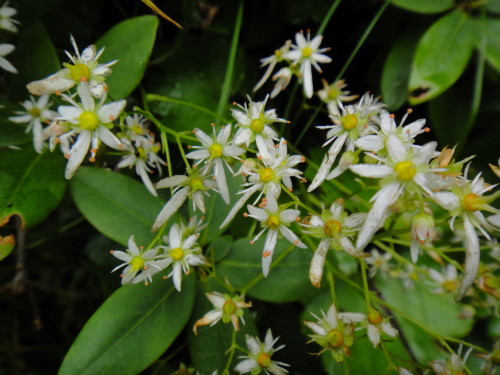 c0179351_20101225.jpg