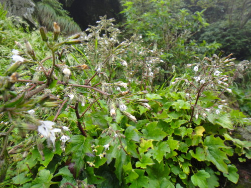c0179351_2092216.jpg