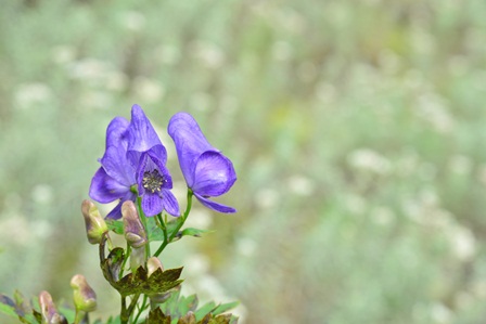c0303868_62994.jpg