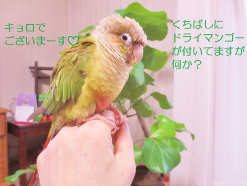 a0317576_175126.png