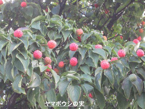 e0014678_20304161.jpg