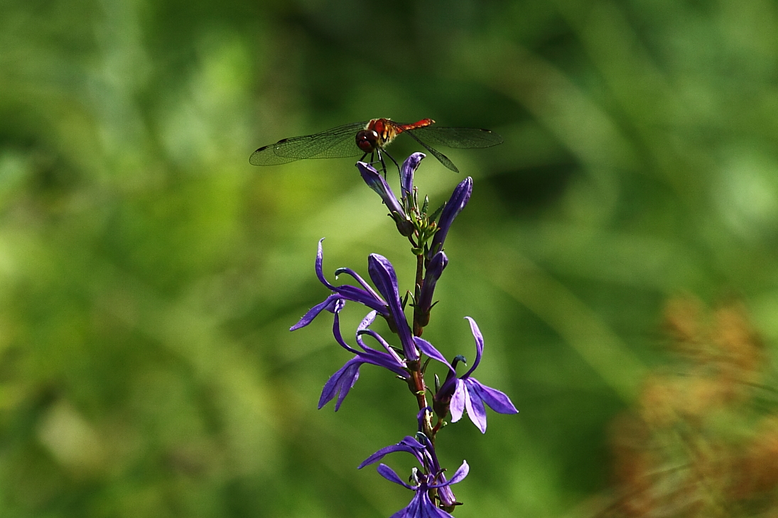 e0249878_23132811.jpg