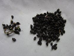 e0060987_20212275.jpg