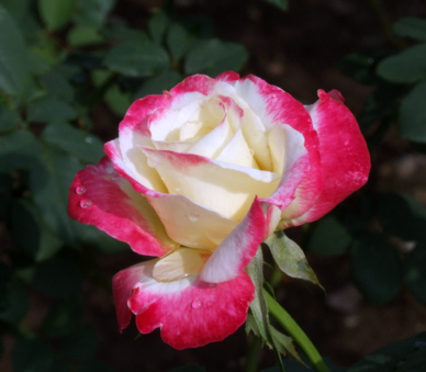 d0099791_12441141.jpg