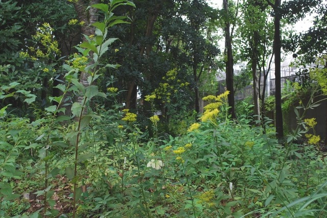 e0025300_13545518.jpg