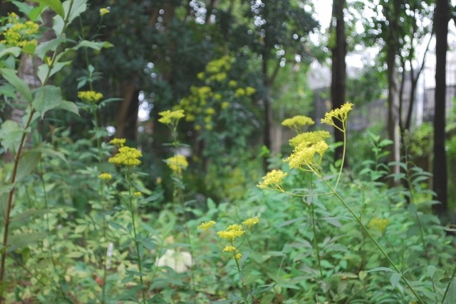e0025300_13561074.jpg