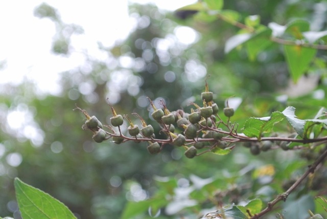e0025300_14191525.jpg