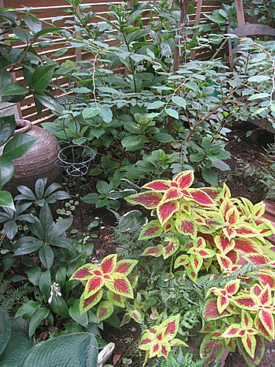 d0046702_2020060.jpg