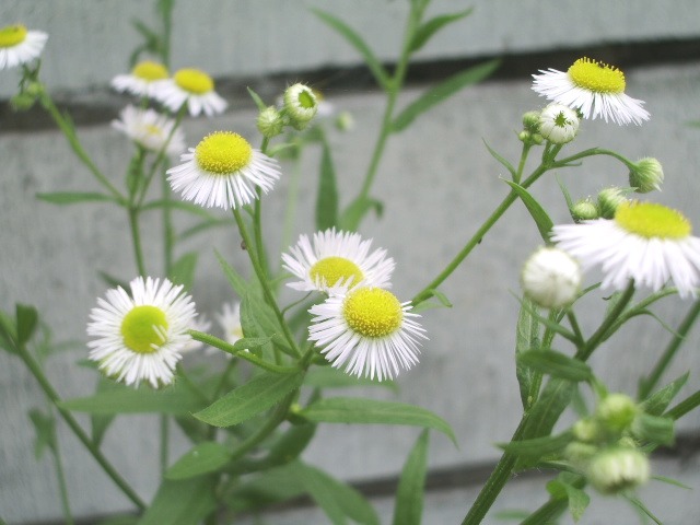 e0025300_22545941.jpg