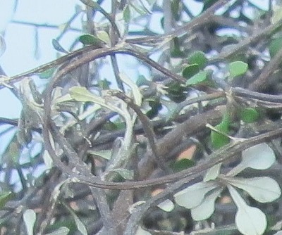 c0178009_21444624.jpg
