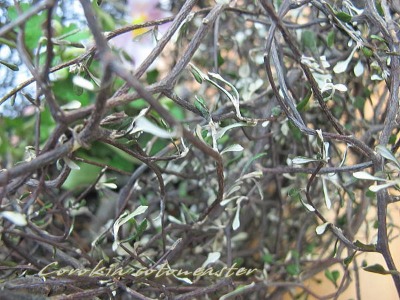 c0178009_21445836.jpg