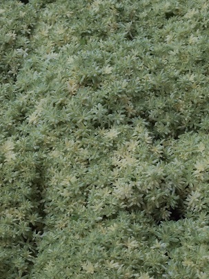 c0167112_20542867.jpg