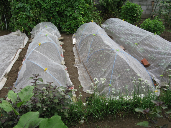 d0323231_2034885.jpg