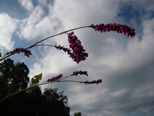 a0206332_8391243.jpg