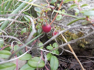 e0004756_21232292.jpg