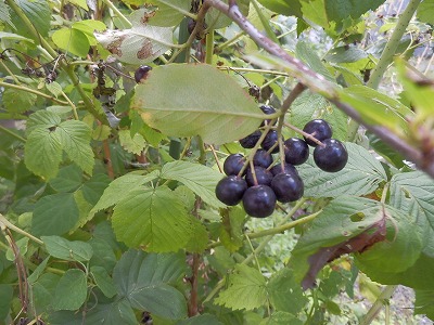 e0004756_21421965.jpg