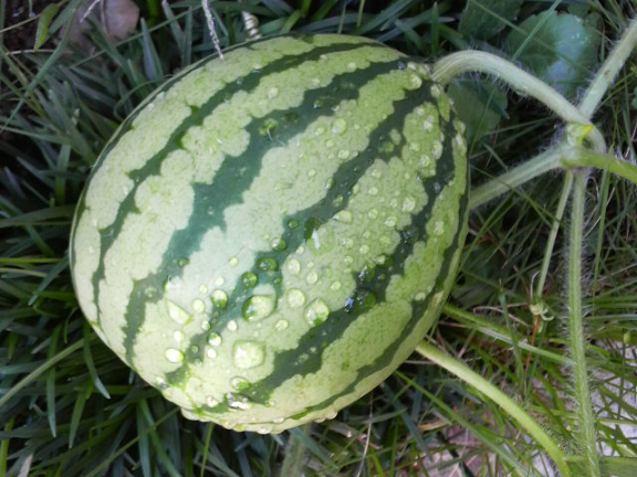 b0061261_19464695.png