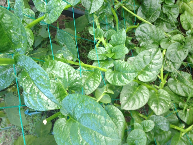 f0204295_20164417.jpg