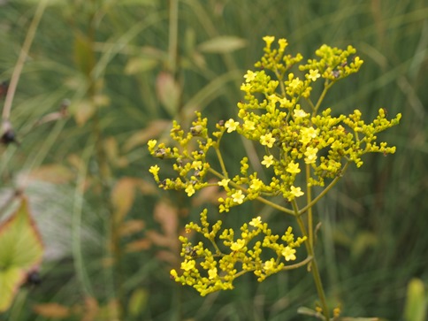 e0245404_14431332.jpg