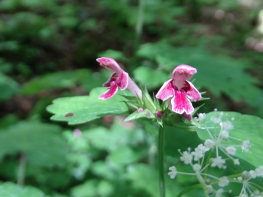 c0042418_7482422.jpg