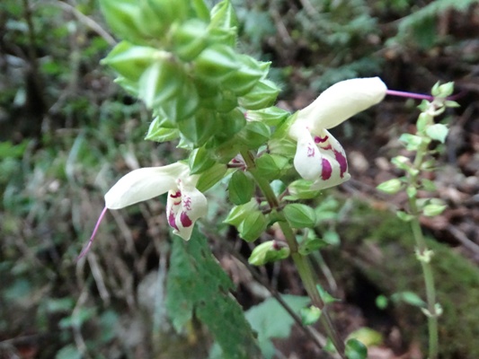c0042418_7491654.jpg