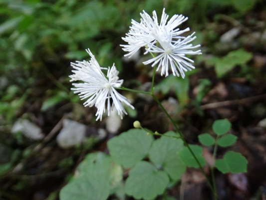 c0042418_752573.jpg