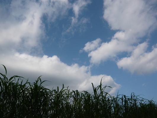 a0206332_14254580.jpg