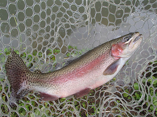 f0065341_1656889.jpg